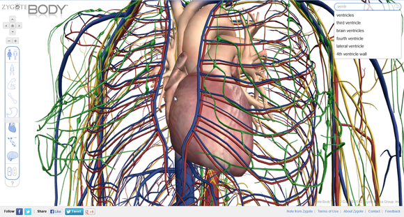 Zygote_Body_circulatory_system_screenshot
