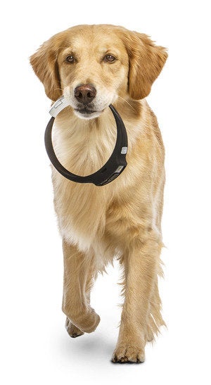 charm golden retriever 2899 flat2 1