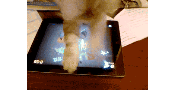 fruit ninja cat 580