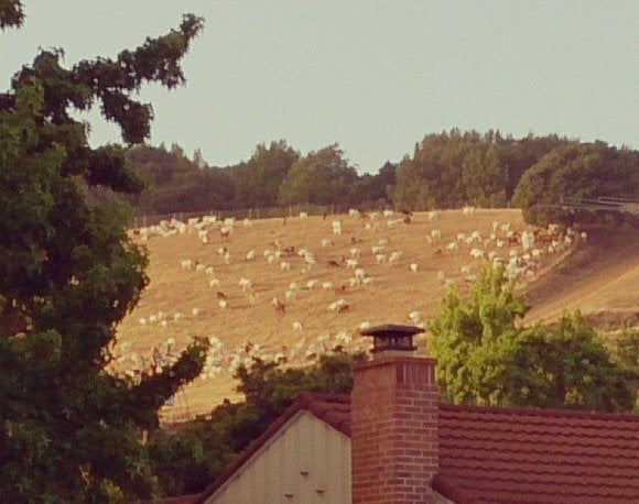 hill and goats