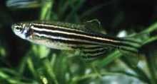 Zebrafish in domestic setting