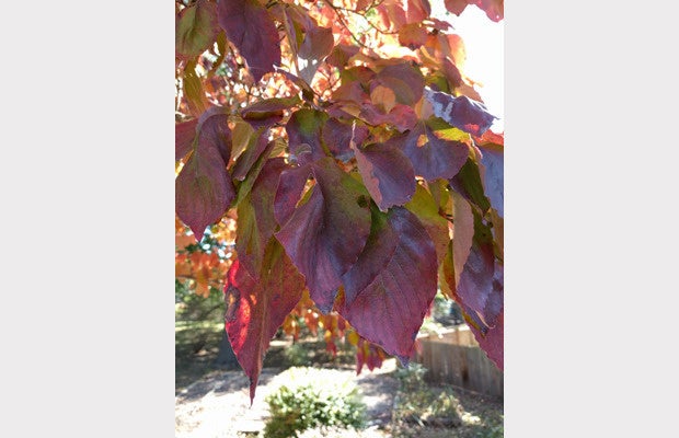 Nexus Note Camera Comparison (n6 c)