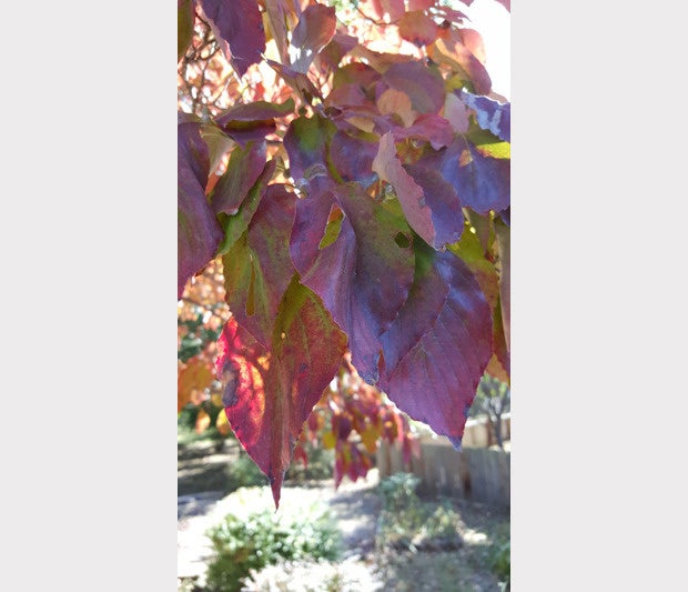 Nexus Note Camera Comparison (note c)