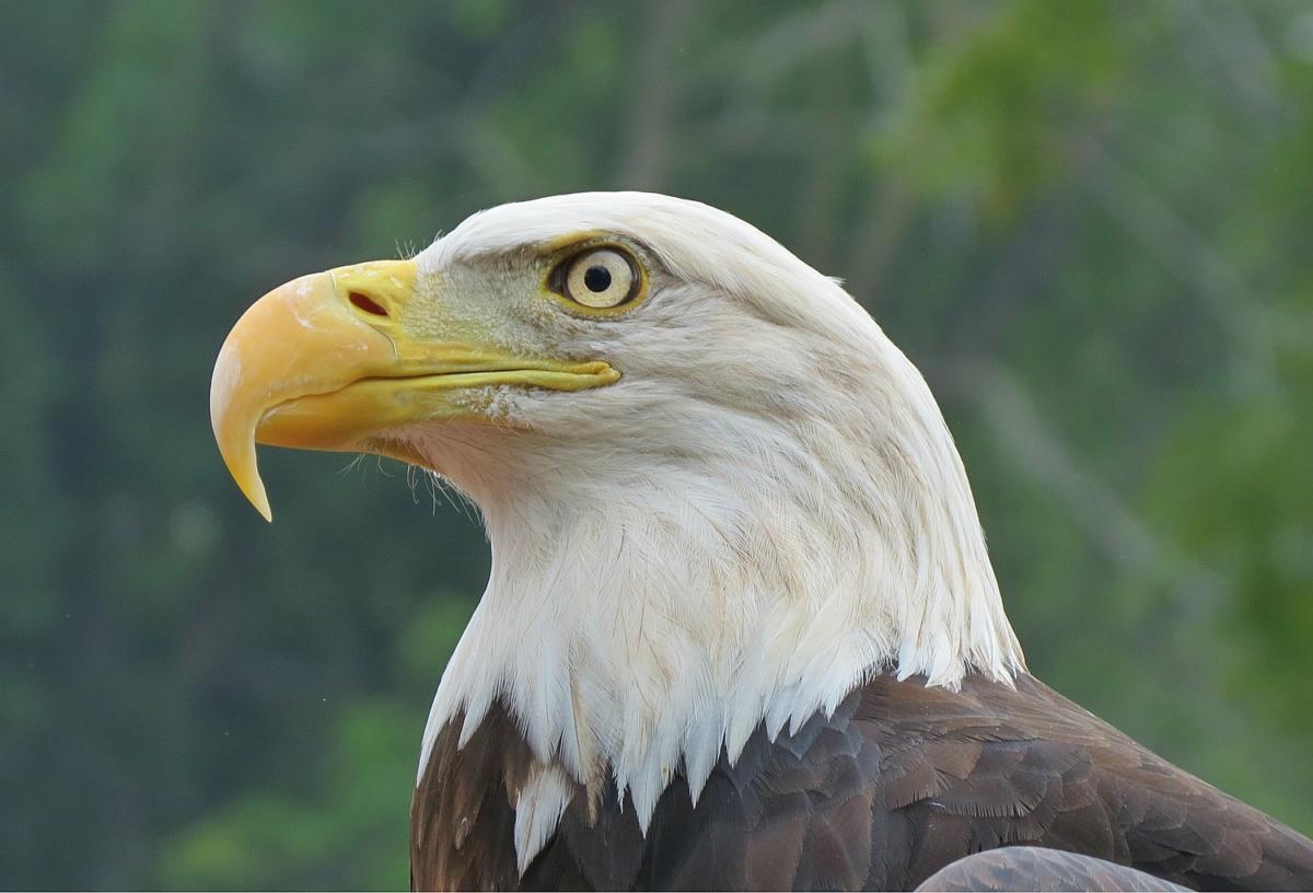 What are the enemies of the bald eagle?