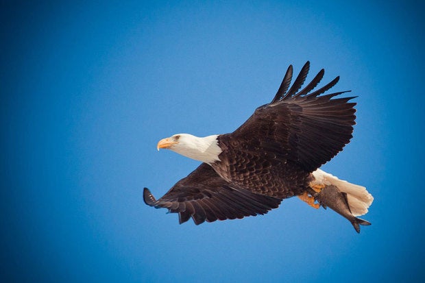 First look: Google Cloud Machine Learning soars