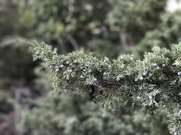 juniper