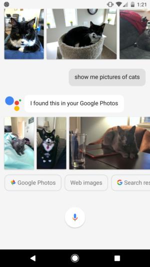 google photos cats