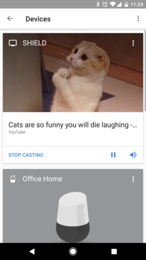 cat videos shield