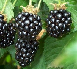 image of blackberries on the vine