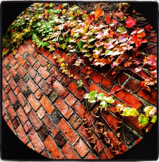 Brick Wall with Foliage at Harvard University