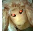 Demon Sheep (Fiorina for Senate)