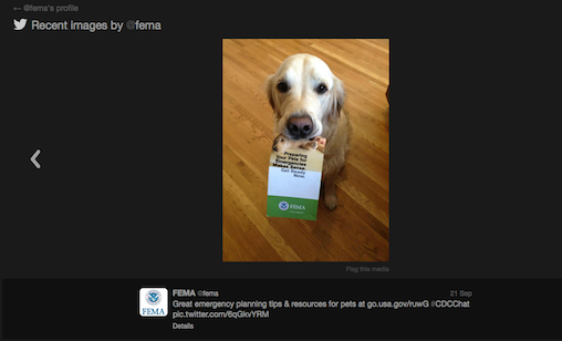 FEMA dog