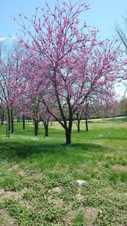 Samsung Galaxy S4 Camera (10)