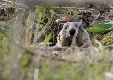 groundhog