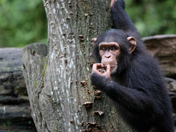 chimp