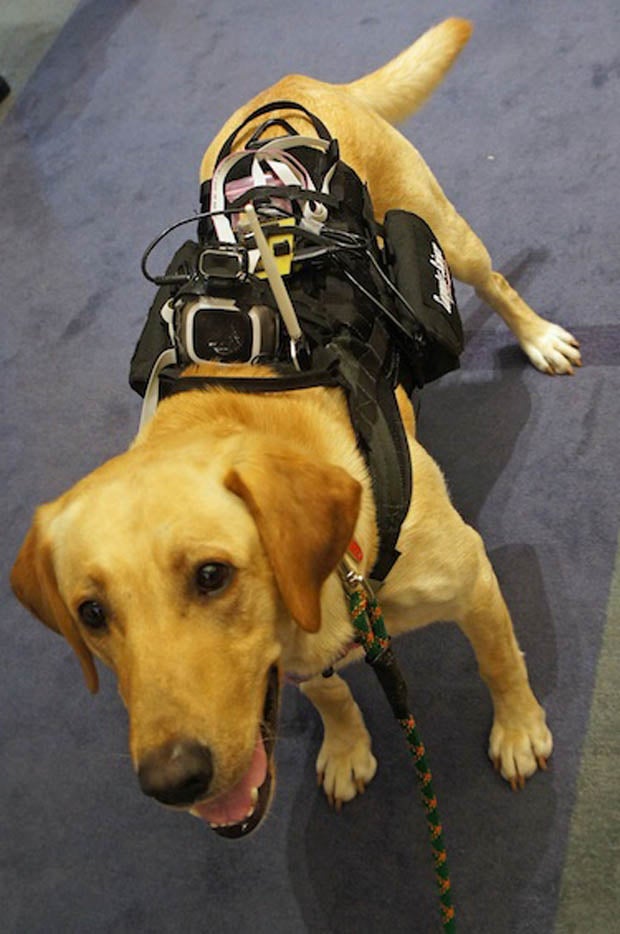 Dog_with_vest.jpg