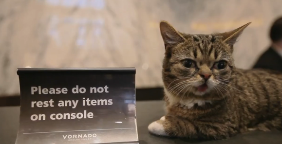 Lil Bub