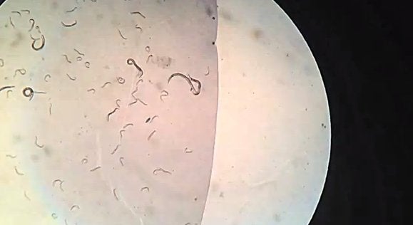 Roundworms star in OpenWorm, an artificial life simulator | PCWorld