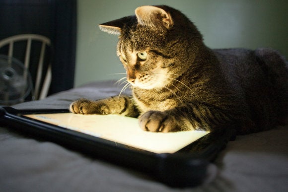 7 Apps For Playful Cats Pcworld