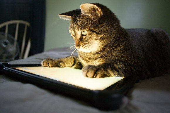 7 apps for playful cats | PCWorld