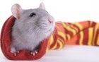 aww, it's a mouse!