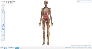 Zygote_Body_full_body_screenshot