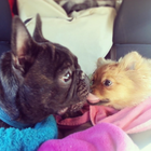 Blanka and Dolce, awwww