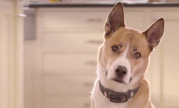 voyce dog activity tracker