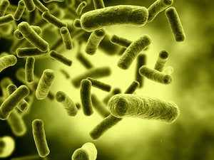 How bacteria could run the Internet of Things
