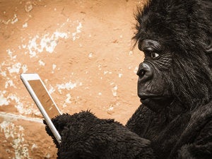 The IoT market is unlikely to create a gorilla