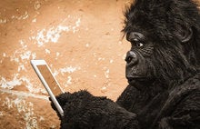 The IoT market is unlikely to create a gorilla