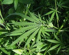 Cannalytics: Exploring the effects of analytics on the cannabis economy