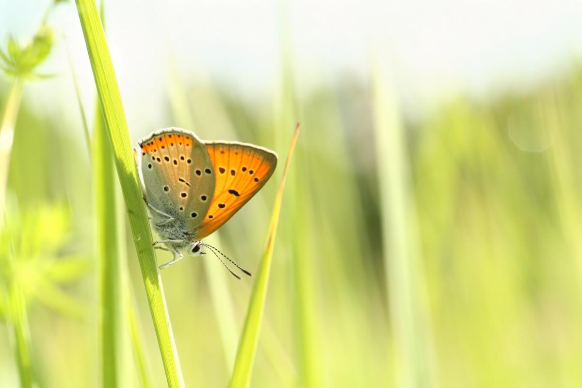 closeup of a butterfly 148973733