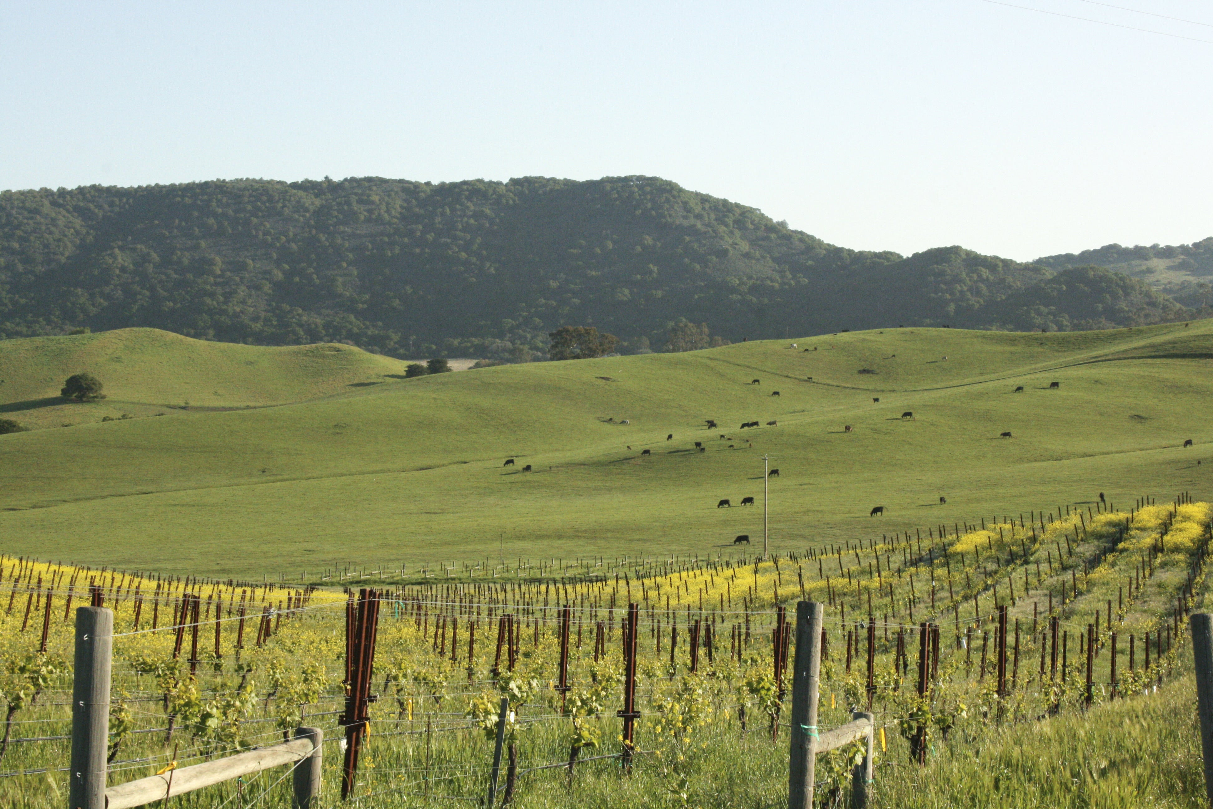 Today I stumbled upon Microsoft's 4K rendering of the Windows XP wallpaper