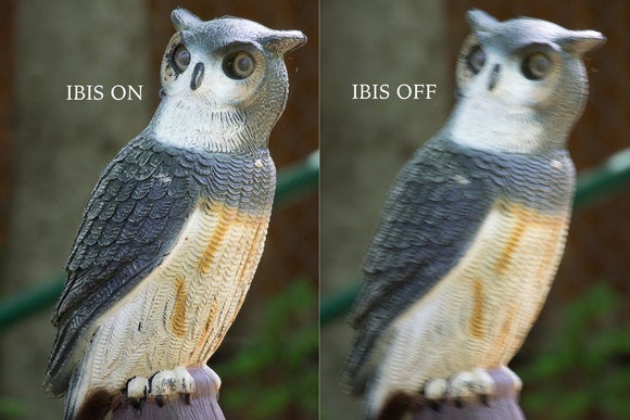 owl at 300mm