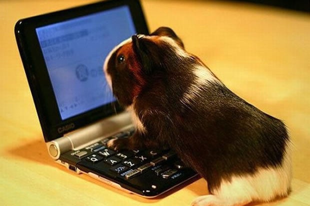 Online guinea pig
