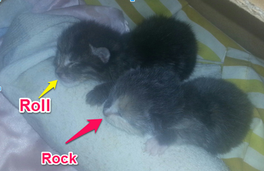 rock and roll