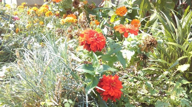 desire610flowers