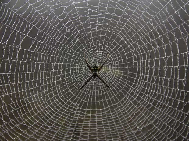 A spider weaves its web on tree