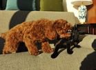 POODLE’s bark is bigger than its bite
