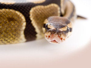 Python snake