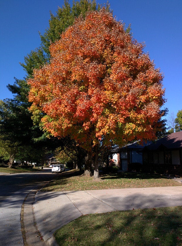 Nexus 6 camera