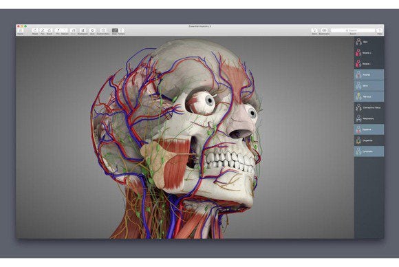 essentialanatomy5
