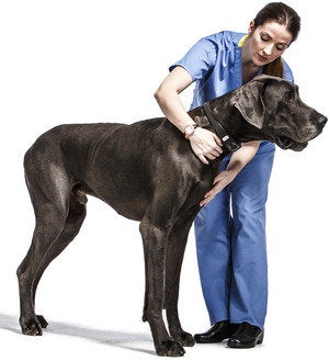 voyce great dane