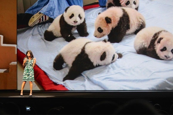 adobe max 2014 ami vitale pandas