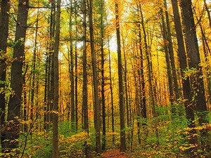 Legal compliance challenges of Big Data: Seeing the forest for the trees