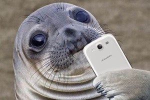 thelist awkwardseal