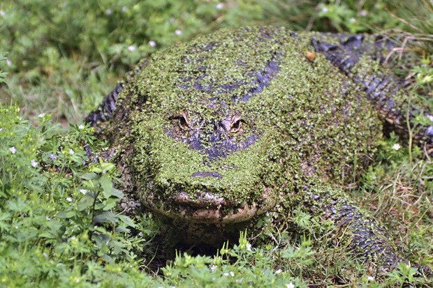 alligator camoflauge