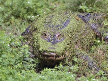Drain the swamp: an IT management model