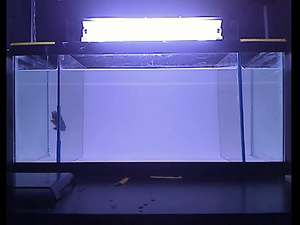 Mental health research tool: Robot aquarium fish of horror